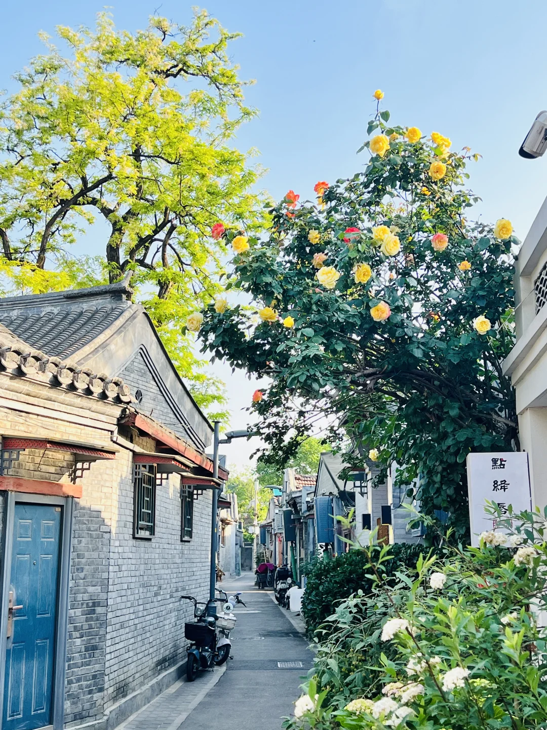 5.5实拍📸北京胡同蔷薇全面开花📌超全路线