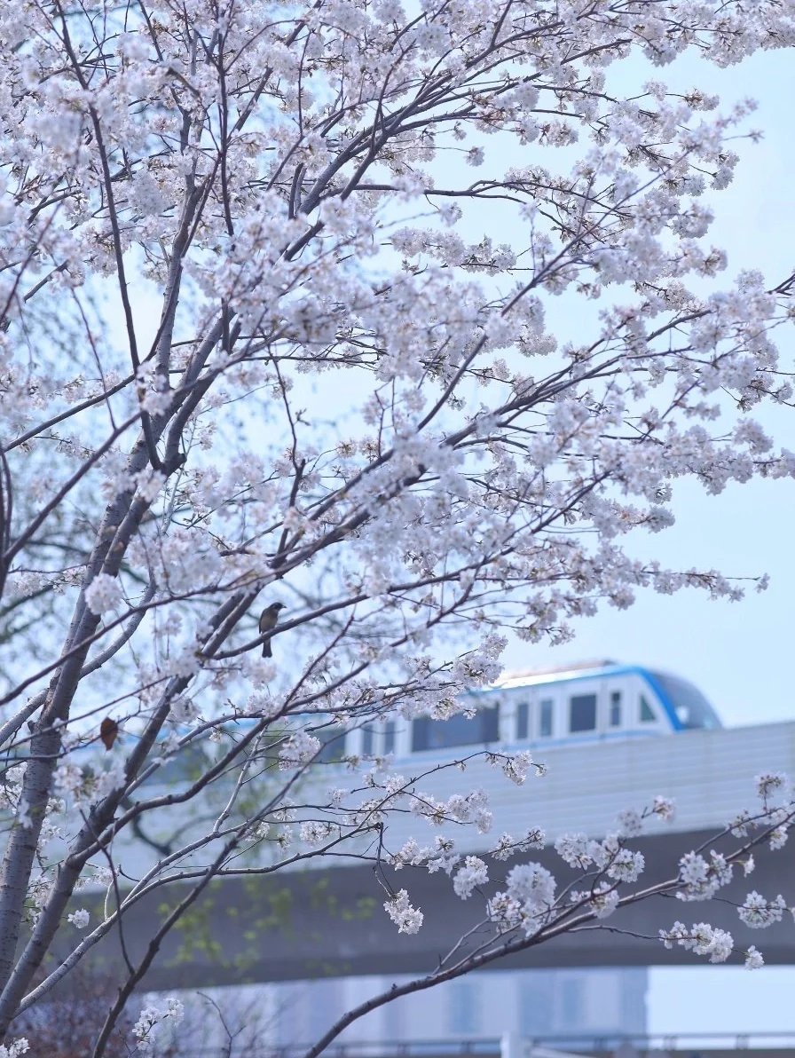 赏樱别去挤东湖了❗这里0元门票不输日本！