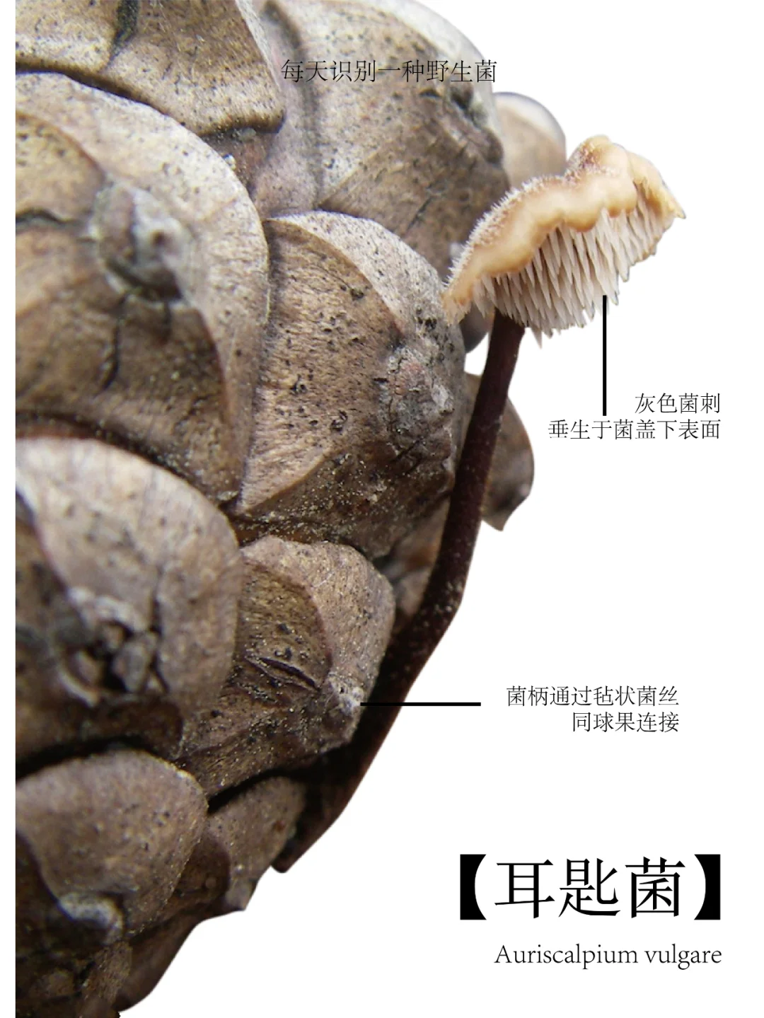耳匙菌，一种非常独特的野生菌，长在松果上