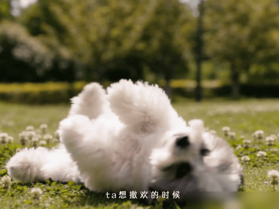 白鹿抱起常华森的狗，撒腿就跑。
片场刚喊卡，她一把捞起九月，转身冲刺。闺蜜呵呵早就在门口等着，手一抬，帘子掀开，逃跑通道秒清。配合行云流水，常华森站原地看傻了。
最绝的是那条狗。在常华森怀里扭得像个小吊扇，一到白鹿胳膊上，立刻安静如拖把，爪子都不带动的。这狗是常华森海边捡的流浪狗，养了几个月，结