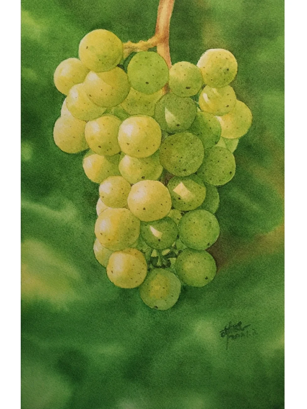 水彩 葡萄