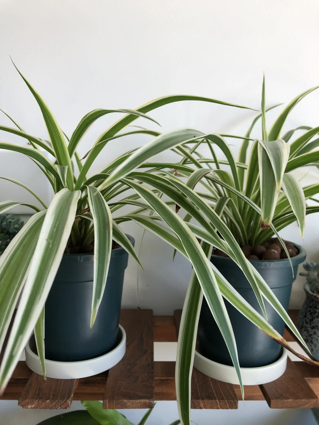 吊兰 室内养兰花