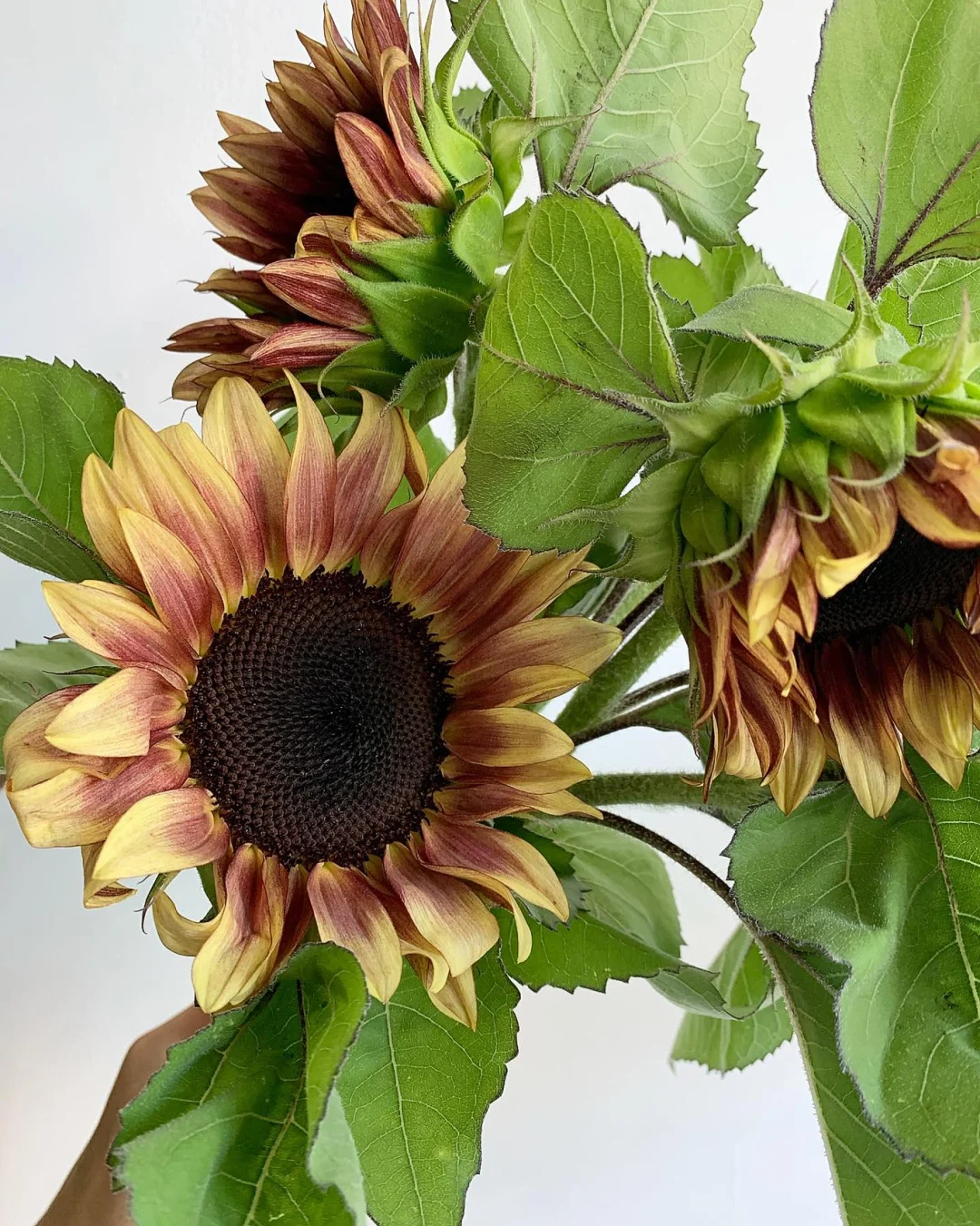 带你每天认识一种花材114｜油画向日葵