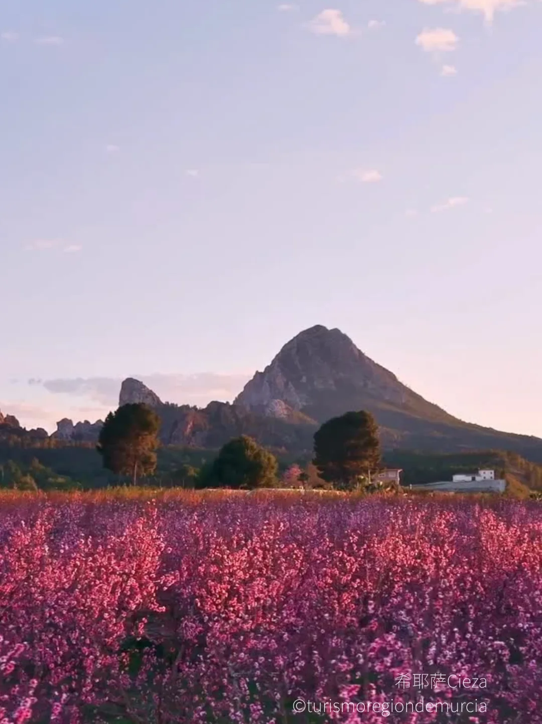 🌸 这份西班牙「花节」全攻略｜值得收藏