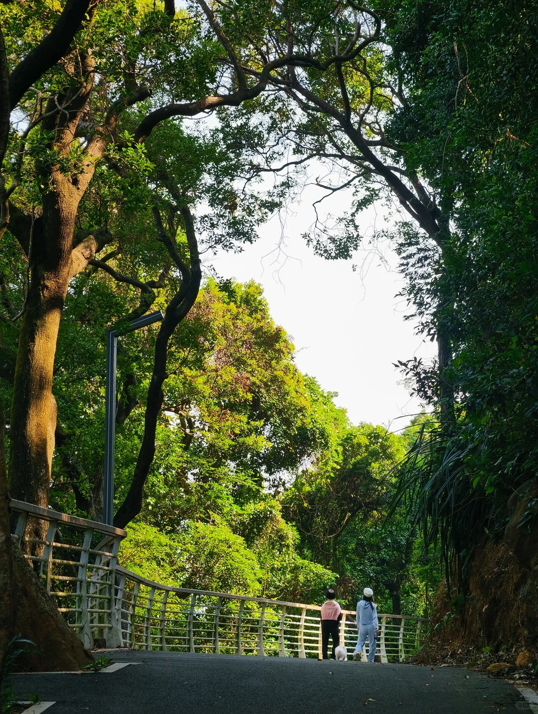 发现一条深圳超美的森林海景绿道🏝