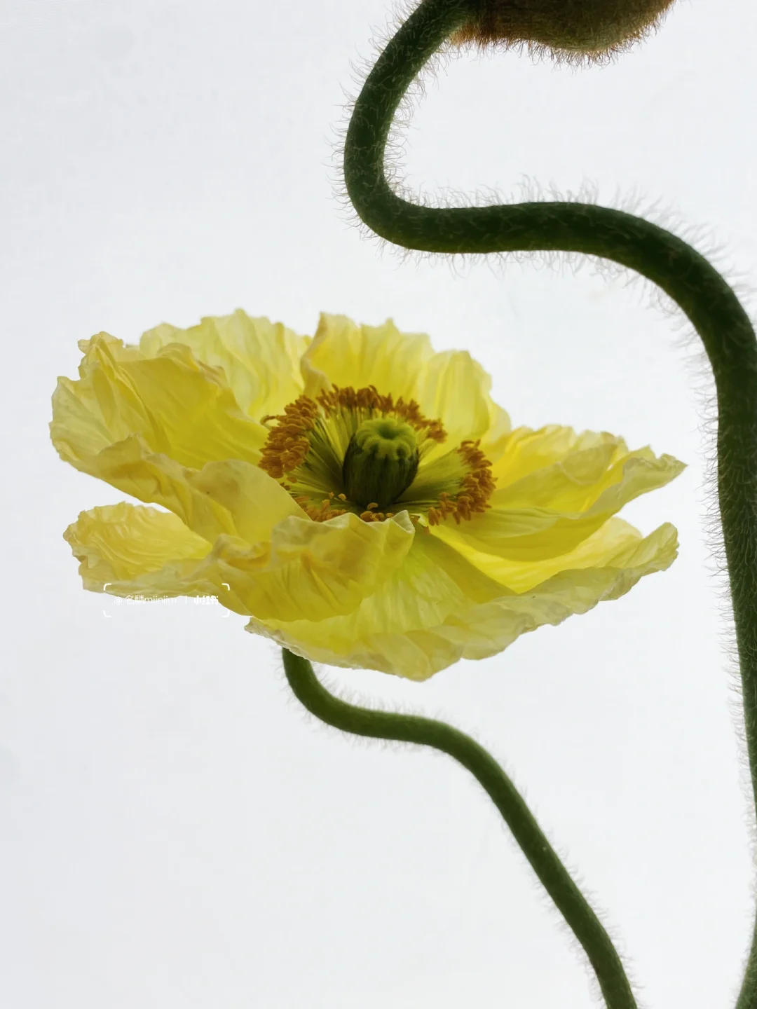 虞美人｜自带中式韵味-“脆若琉璃，薄如蝉翼”