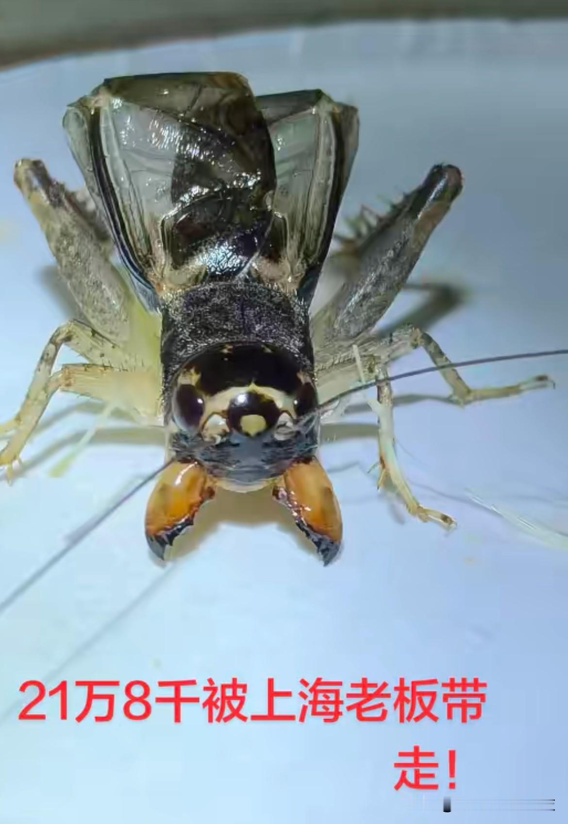 操！奥迪A4一辆！这玩意这么值钱吗？