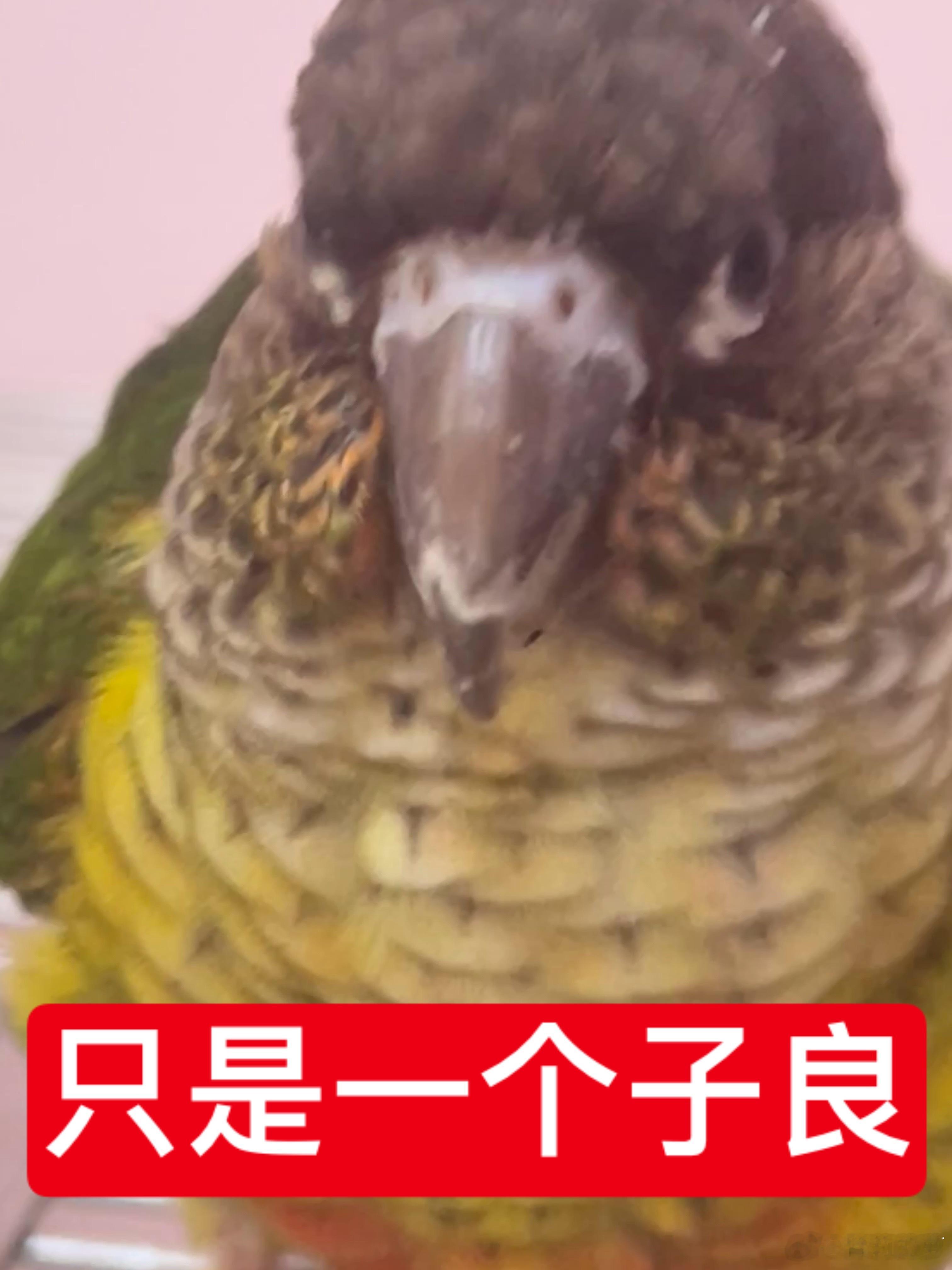 肿么那么多人不知道我家有两只坤呀，然后呢我来介绍一下吧
p1是飞猪，为啥给他起这个名因为这小猪头天天吃还老出来玩乱飞，性别是一只小南娘，特征就是天生歪嘴筒子，这只坤巨恶心专门爬人肩膀上对着耳朵大叫还咬破耳朵皮，不上手非要上腿吃脚丫子，爬我脸上踩踩踩还非要跟我蛇纹（其实都是正常现象他 ​