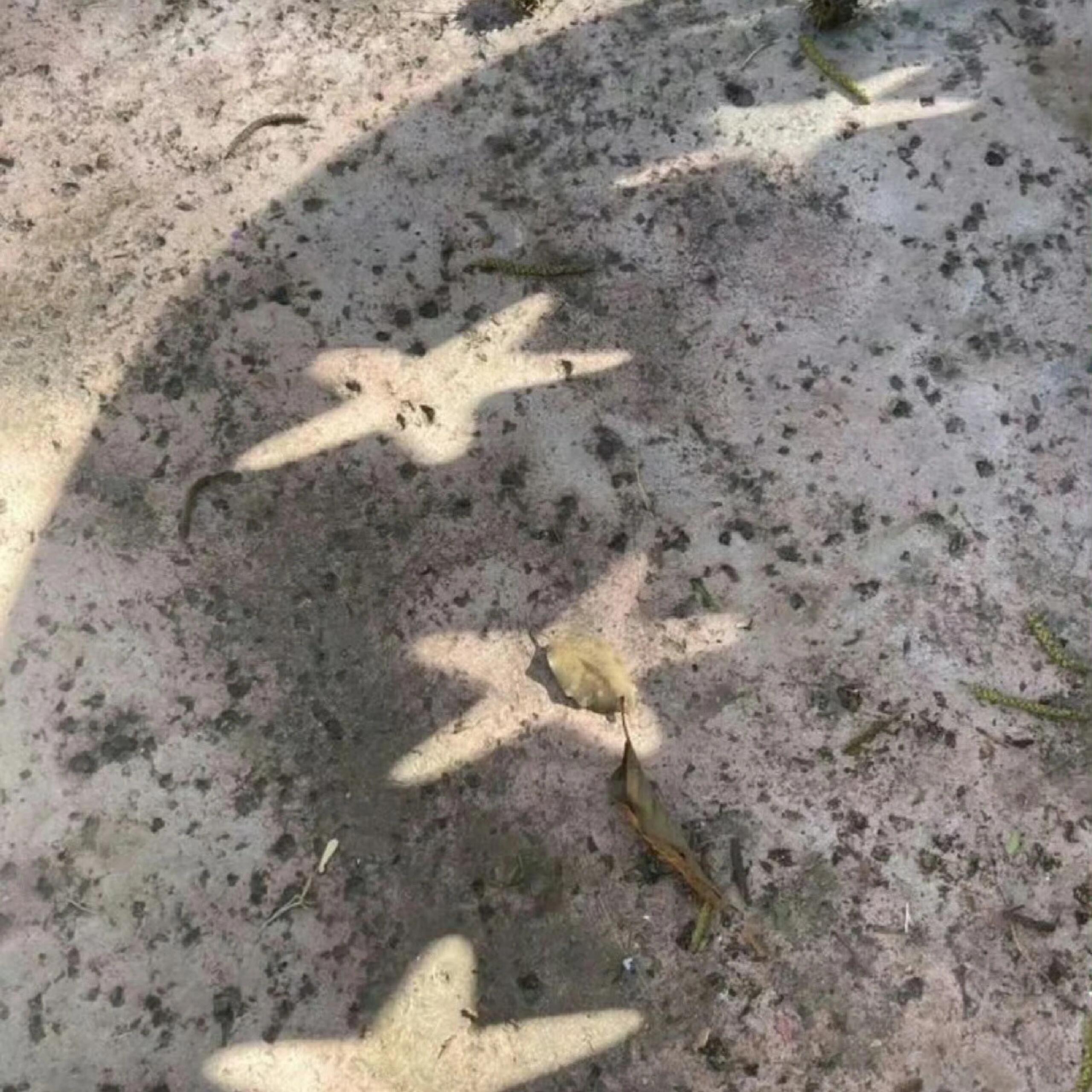 一期星星元素背景图⭐金秋壁纸大放送 ​​​