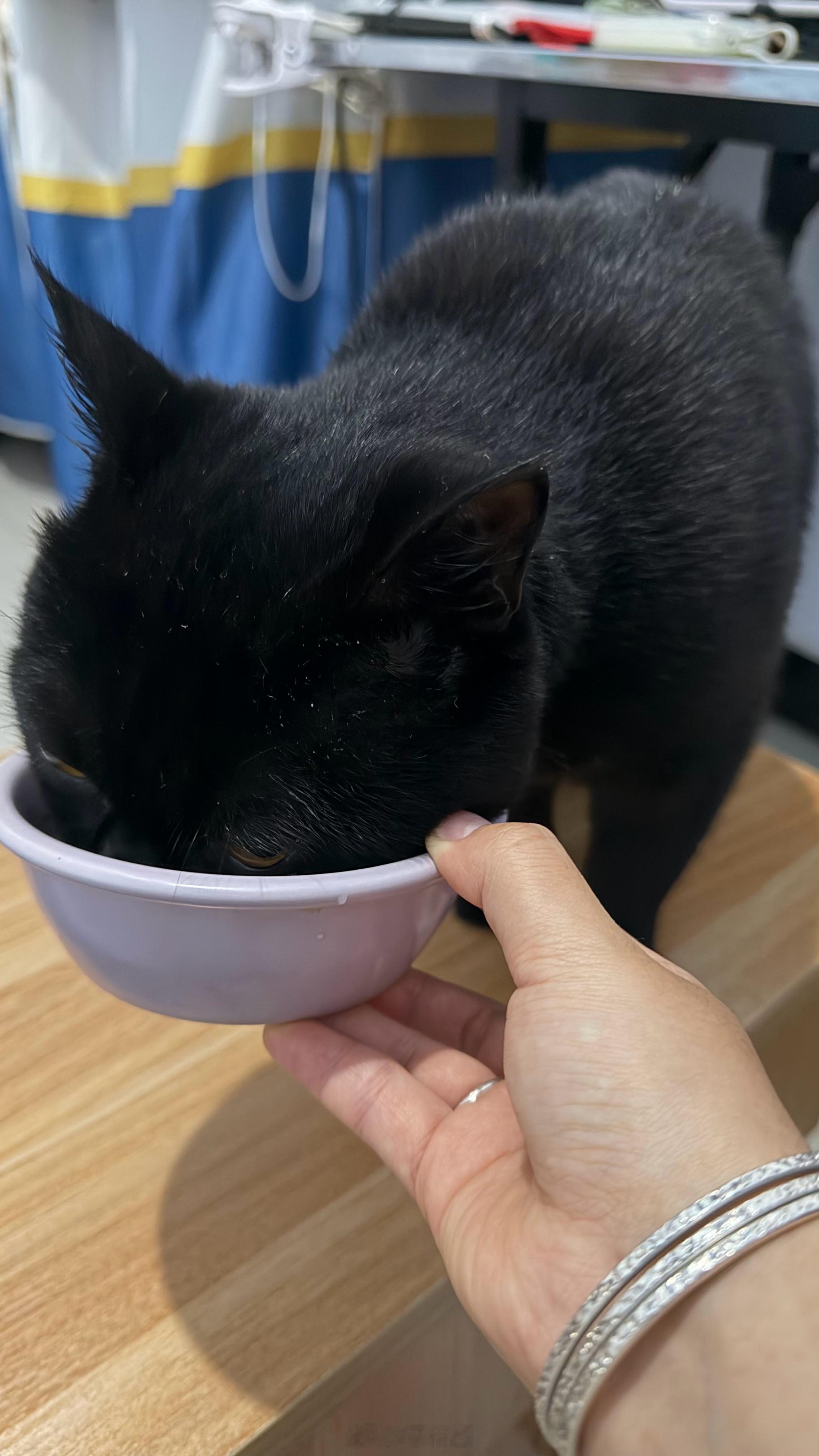 感叹生命的弱小…
我的小猫生病了 特别操心它 送它去医院的时候我爸问我 我哽咽的回答 到了医院☁️打了个电话给我 我瞬间绷不住了…幸好他昨晚发了手机 当看到它小小的在手术台上 边哭边回答医生的问题 嘴上一直说不要你了 其实我比谁都想要你 快快好起来吧 今天自己主动喝了很多水 可能它自己也知道 ​