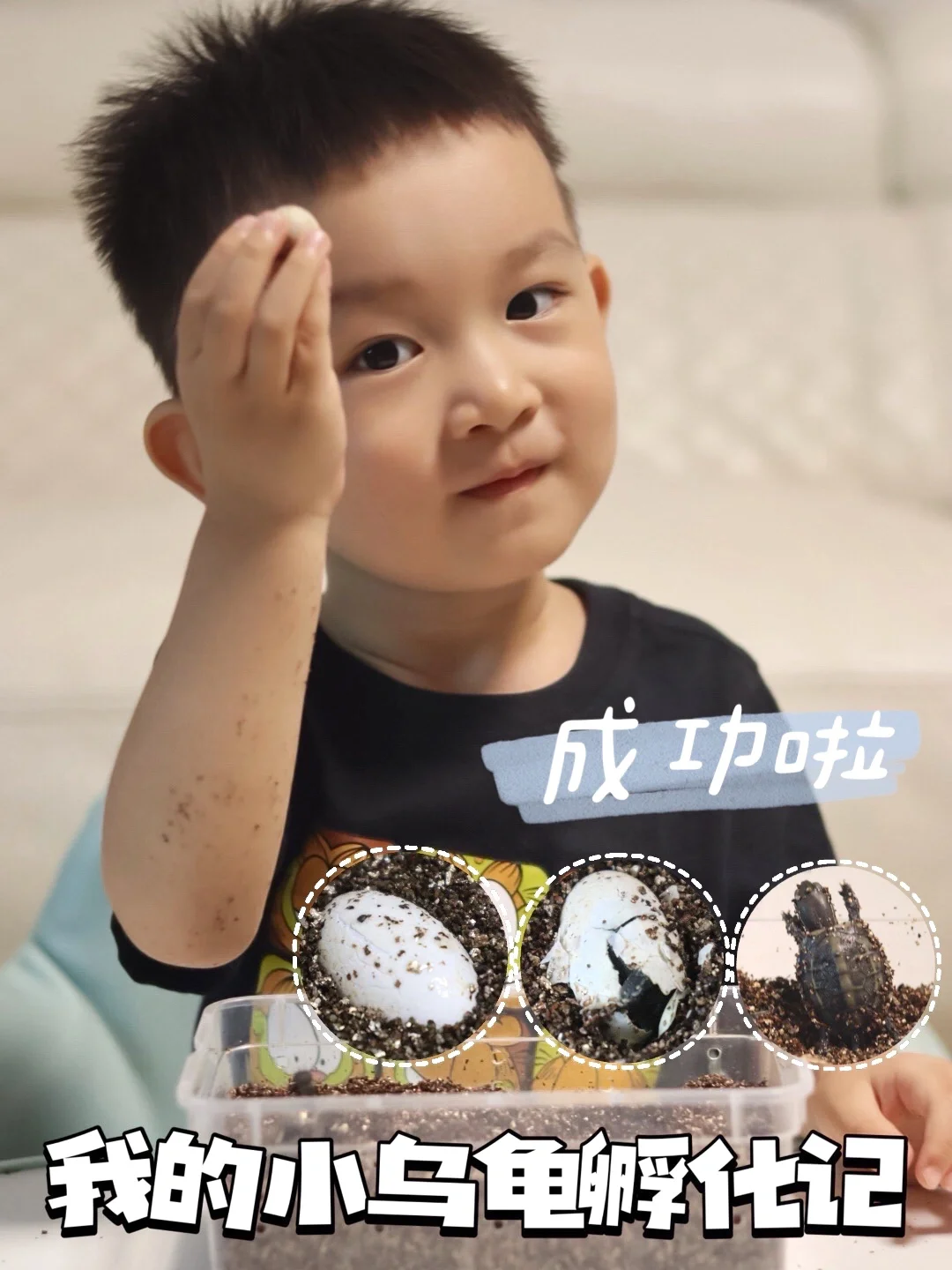 花36💰买了6只小乌龟蛋🐢