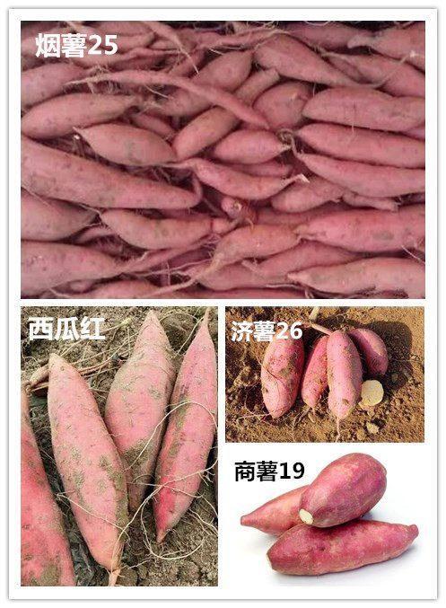 血脂高就不能吃红薯？这个误区坑了太多人，难怪血脂越控越高
 
生活里关于控脂的谣言从来没断过。很多人判断食物能不能吃，全靠嘴巴尝起来甜不甜。红薯因为入口软血脂控制标准 高血脂饮食误区 血脂高饮食禁忌 糯香甜，硬生生被扣上&34;升脂元凶&34;的帽子。
 
一大批血脂偏高的人群如临大敌，把红薯彻底从