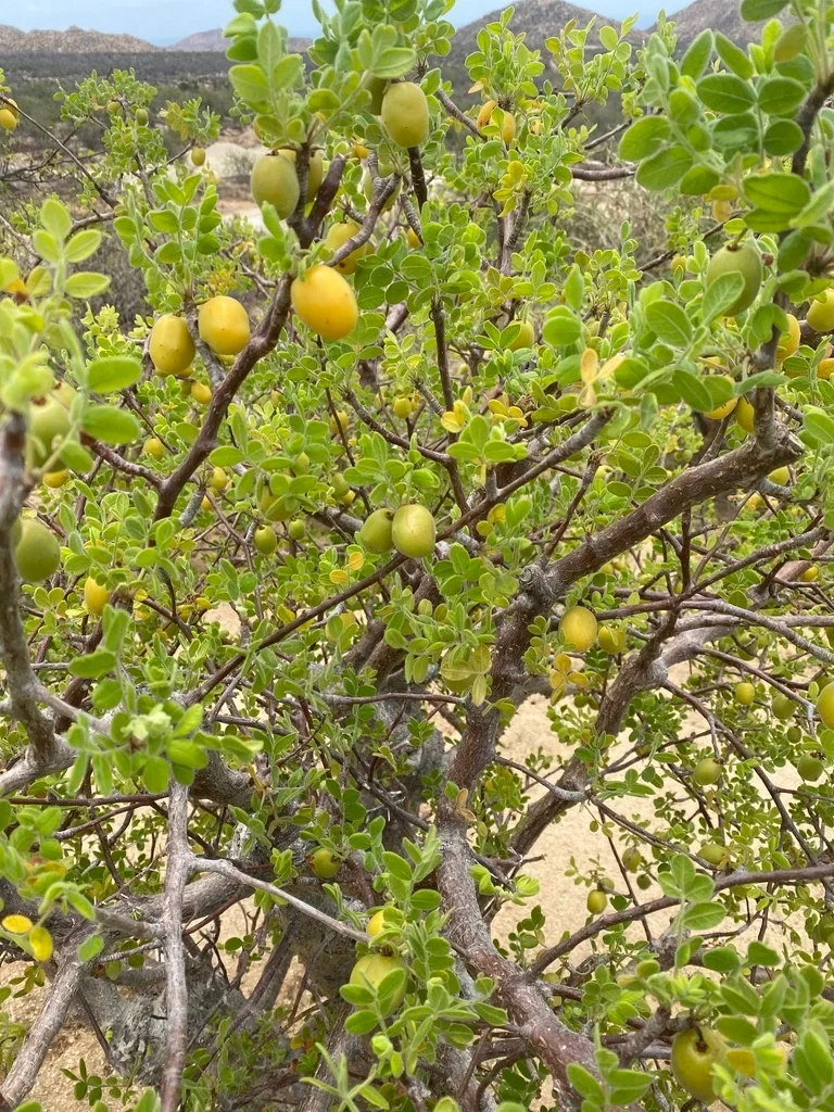 墨西哥沙漠李子Cyrtocarpa edulis