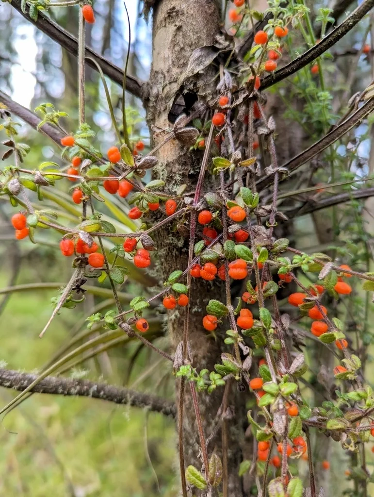 美洲米叶小浆果Galium hypocarpium