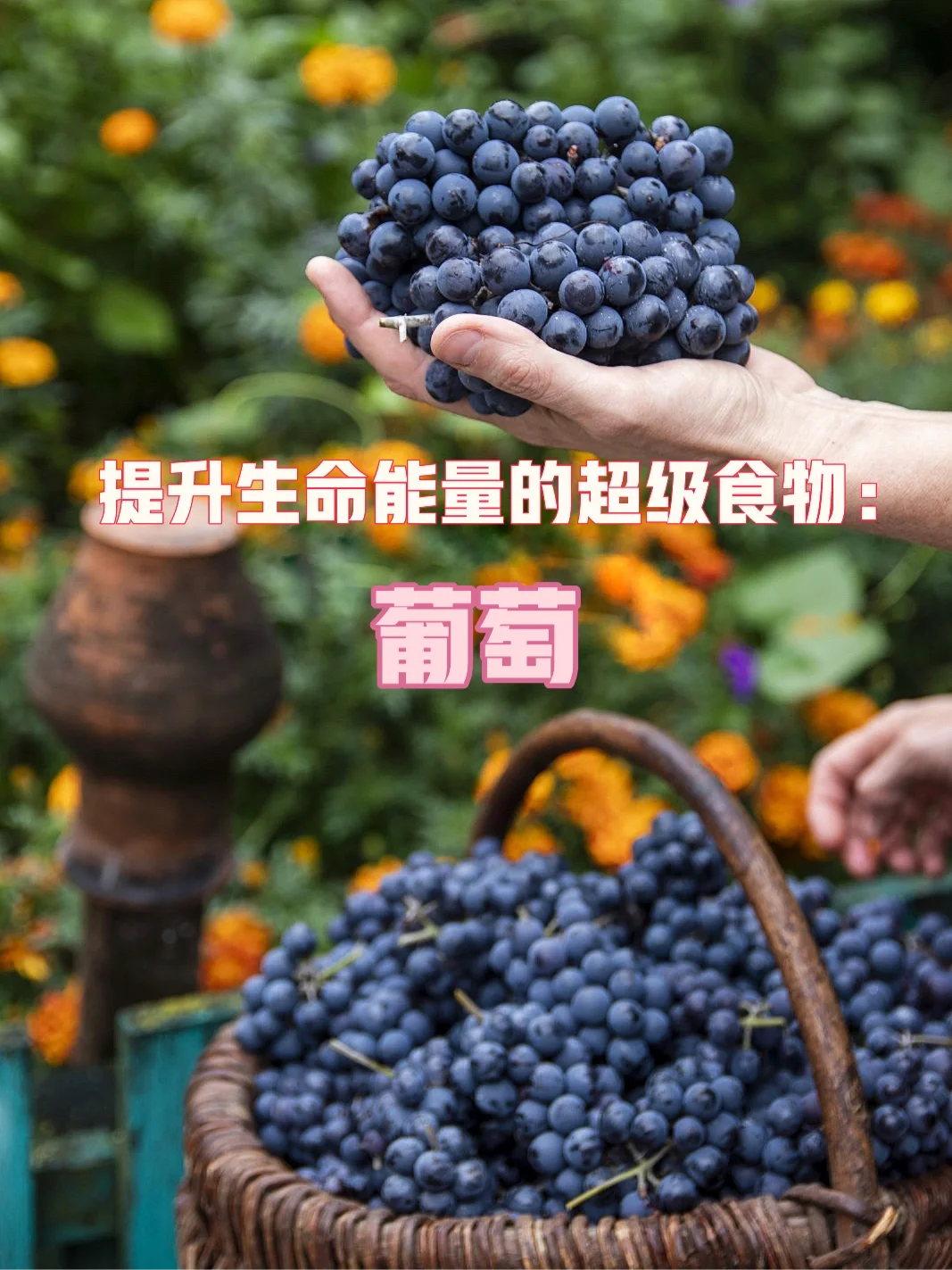 宇宙疗愈食物之：葡萄🍇