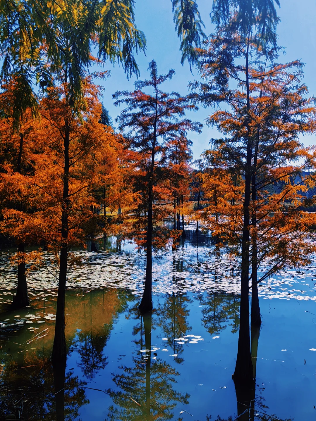 魔都市区公园落羽杉全红快冲，错过等一年！