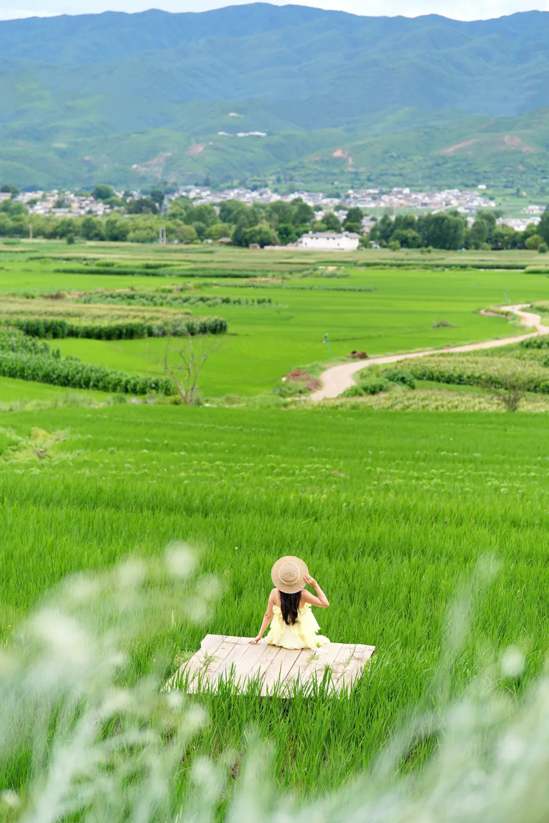 🌾为了这片稻田，特意来了趟沙溪！！