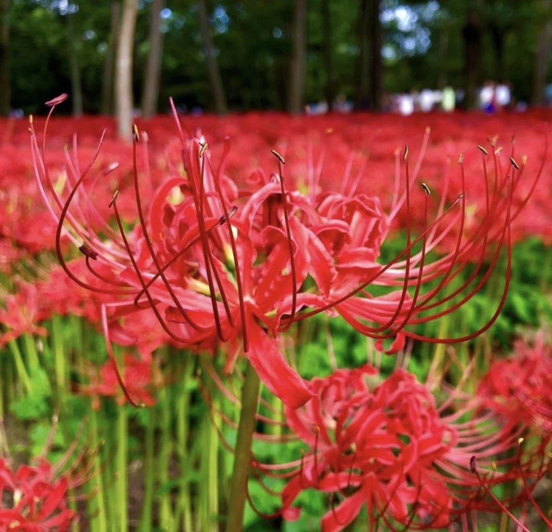 日本埼玉|彼岸花热情海洋恶魔之花曼珠沙华