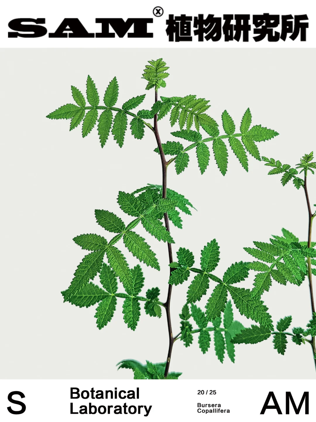 柯帕裂榄｜Bursera Copallifera