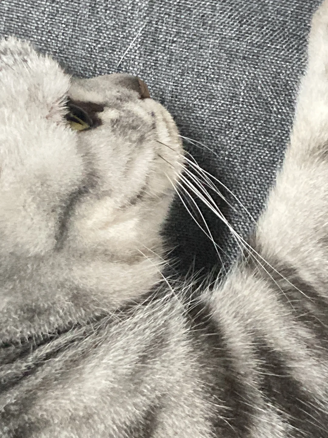 一只会享受的猫咪