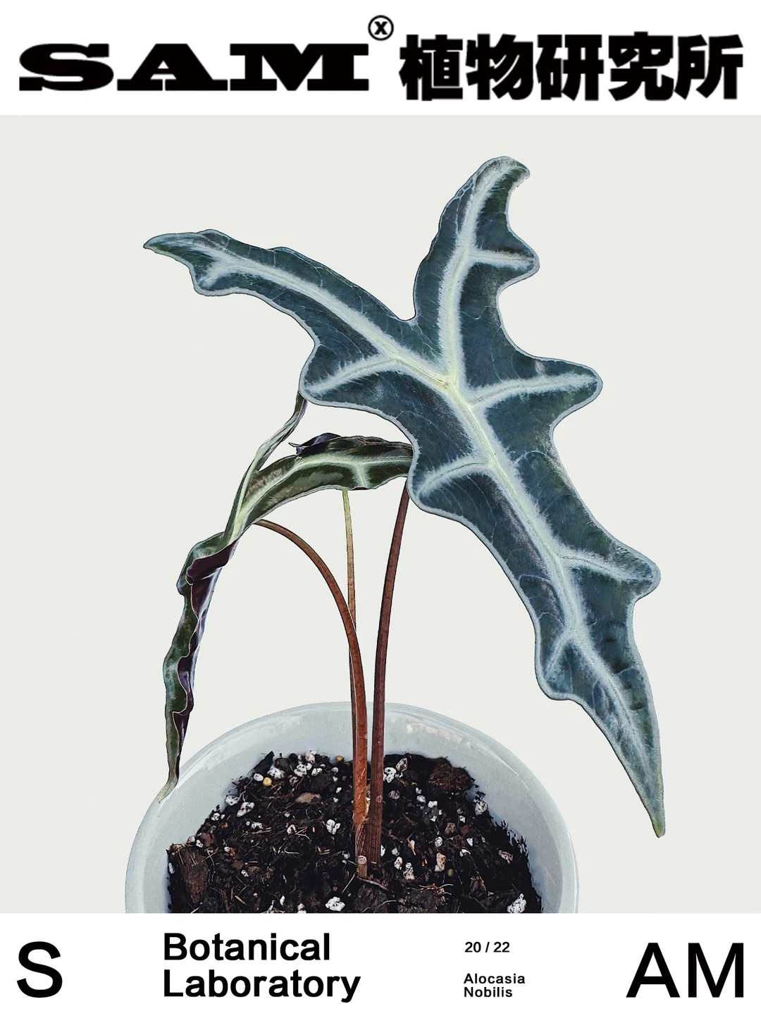 诺比鱼骨海芋｜Alocasia Nobilis