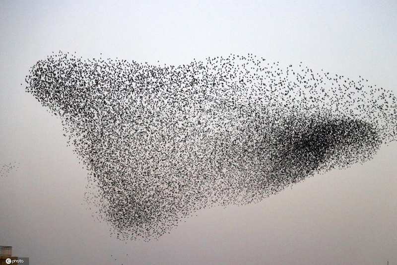 鳥群飛過土耳其城市上空 形成各種隊形千奇百怪-圖3