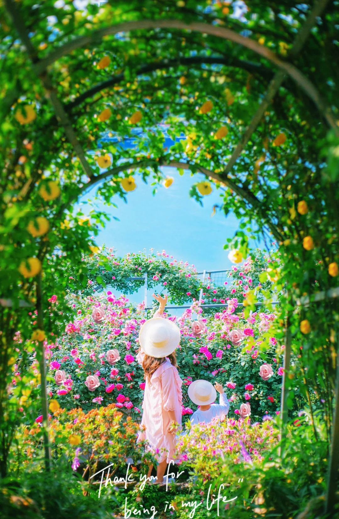 鲜花开满了海边📷重庆的公园都这么美了❓