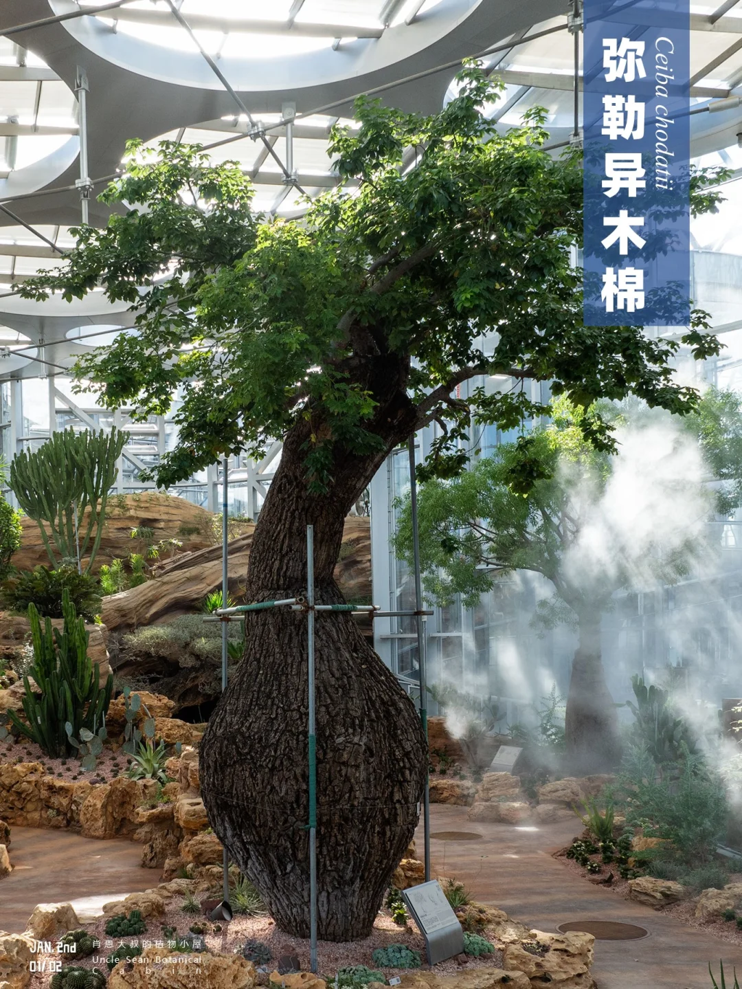 弥勒异木棉，像极了我们从防备到宽容的故事