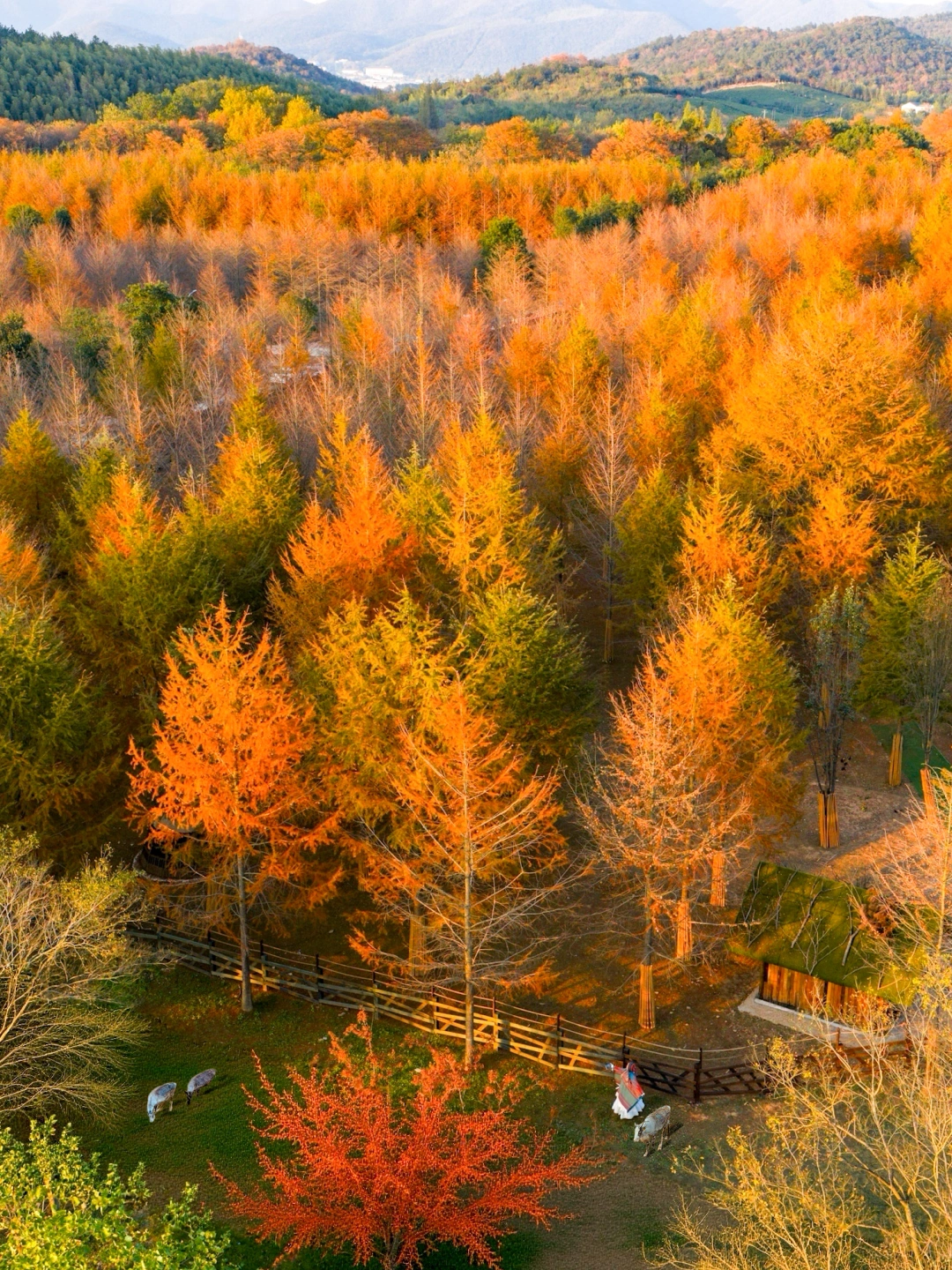 发朋友圈问爆了，真没去大兴安岭在宜兴❗️