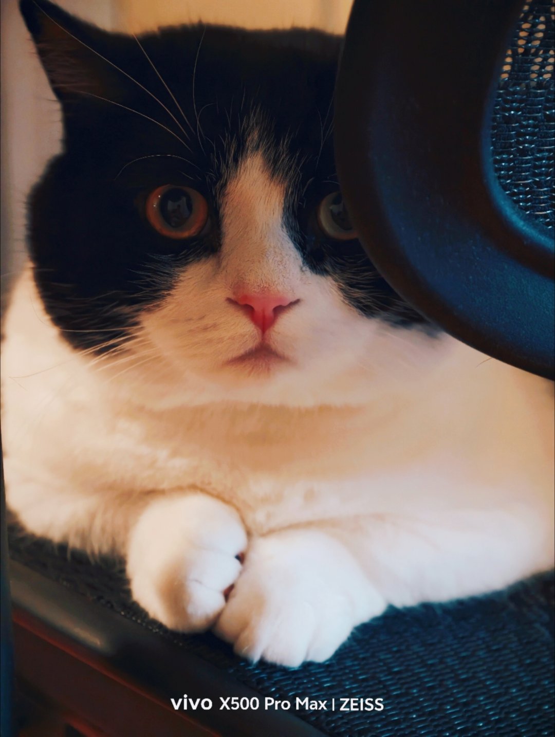 有时候，我说我是INFP他们都不信……她家的猫很诚实，听着我说……#老法师的日常#  ​