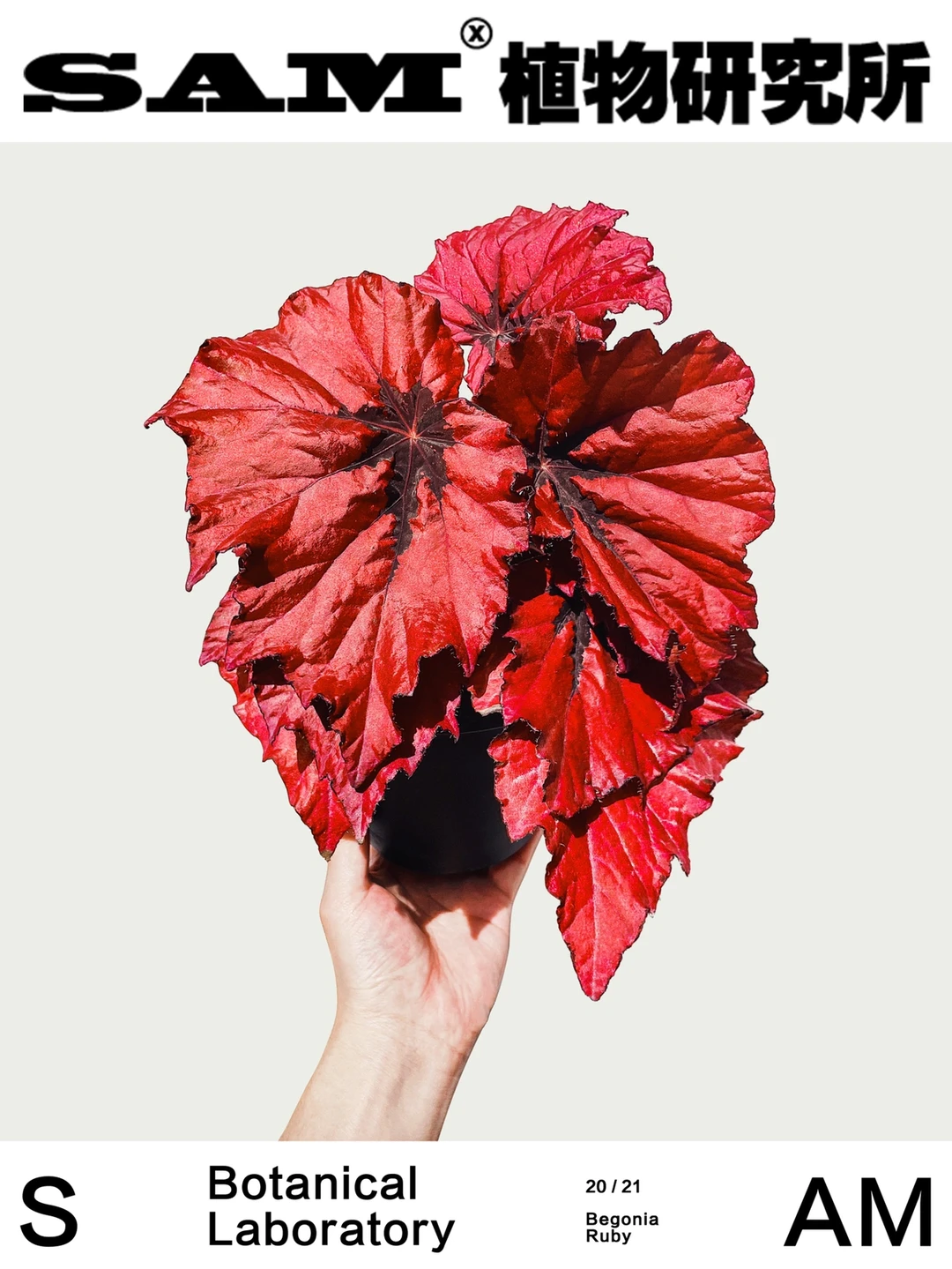 红宝石秋海棠｜Begonia Ruby