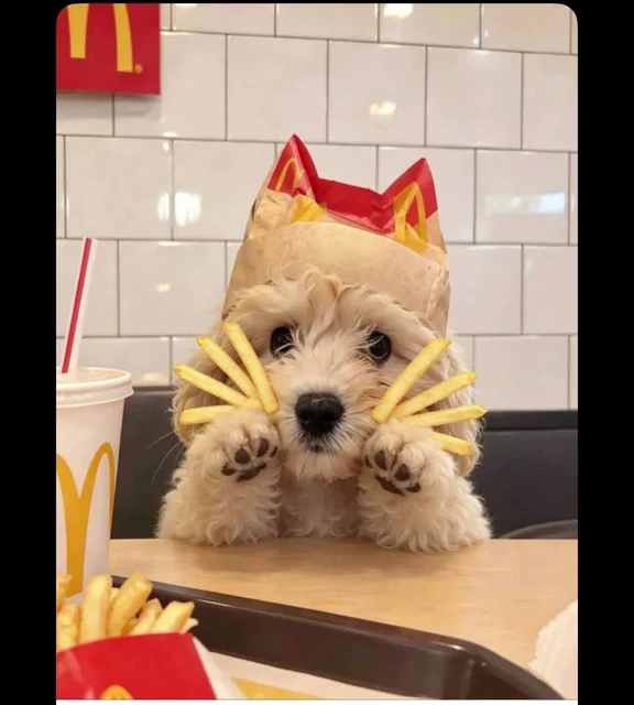 土豆晚晚