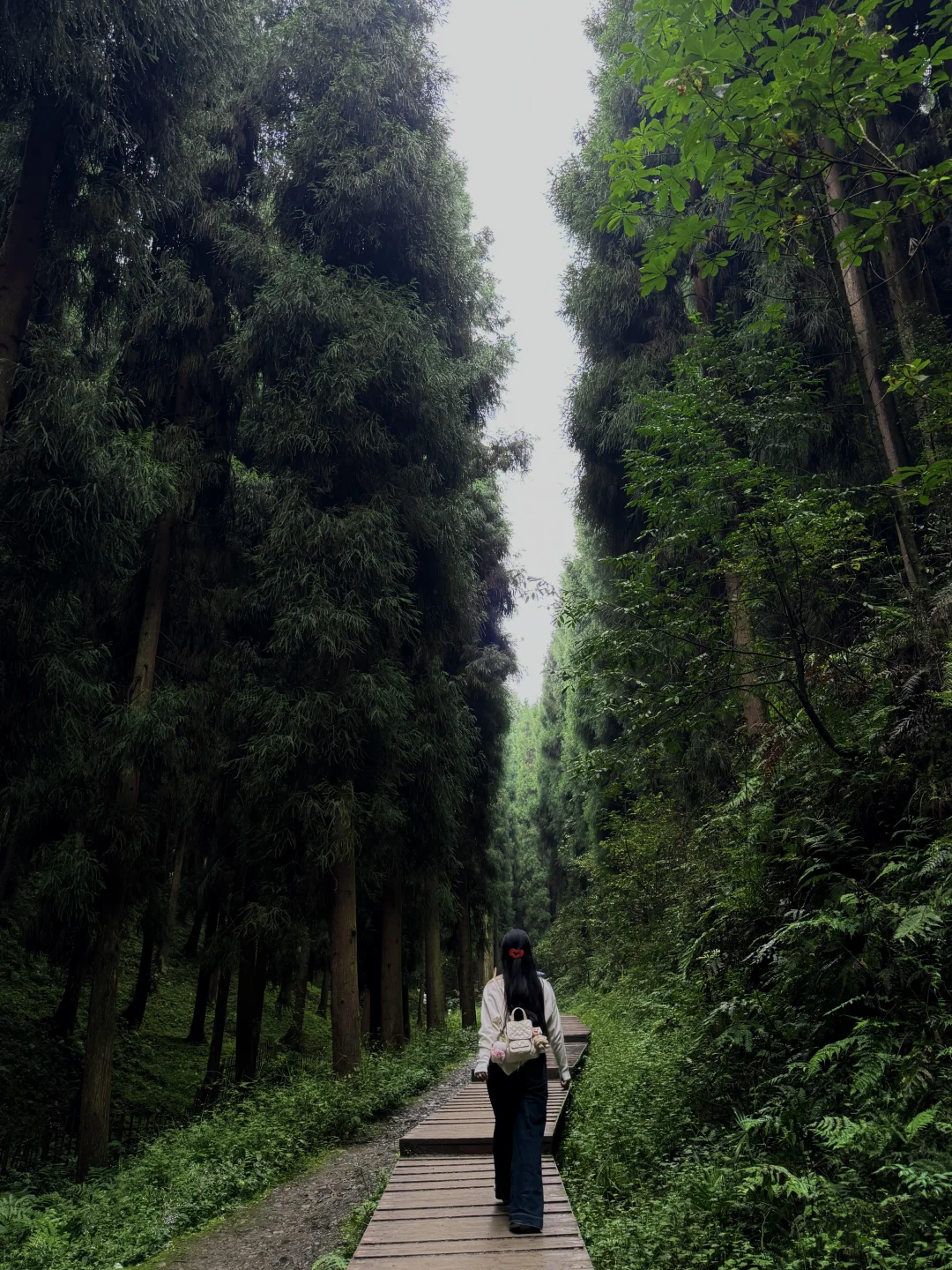 成都周边｜1.5h直达，坠入暮光森林🌲