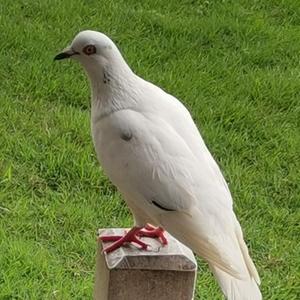 我的野蛮牛市吖