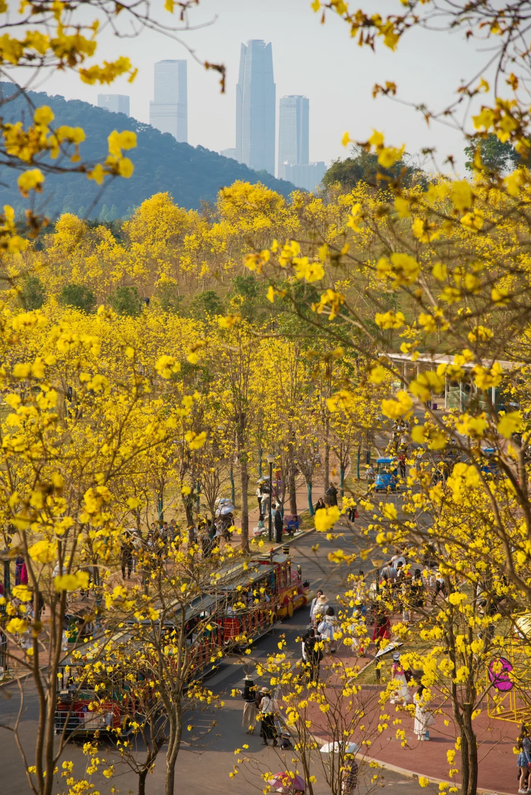🌼青秀山这波金色暴击！美晕了💗💗💗