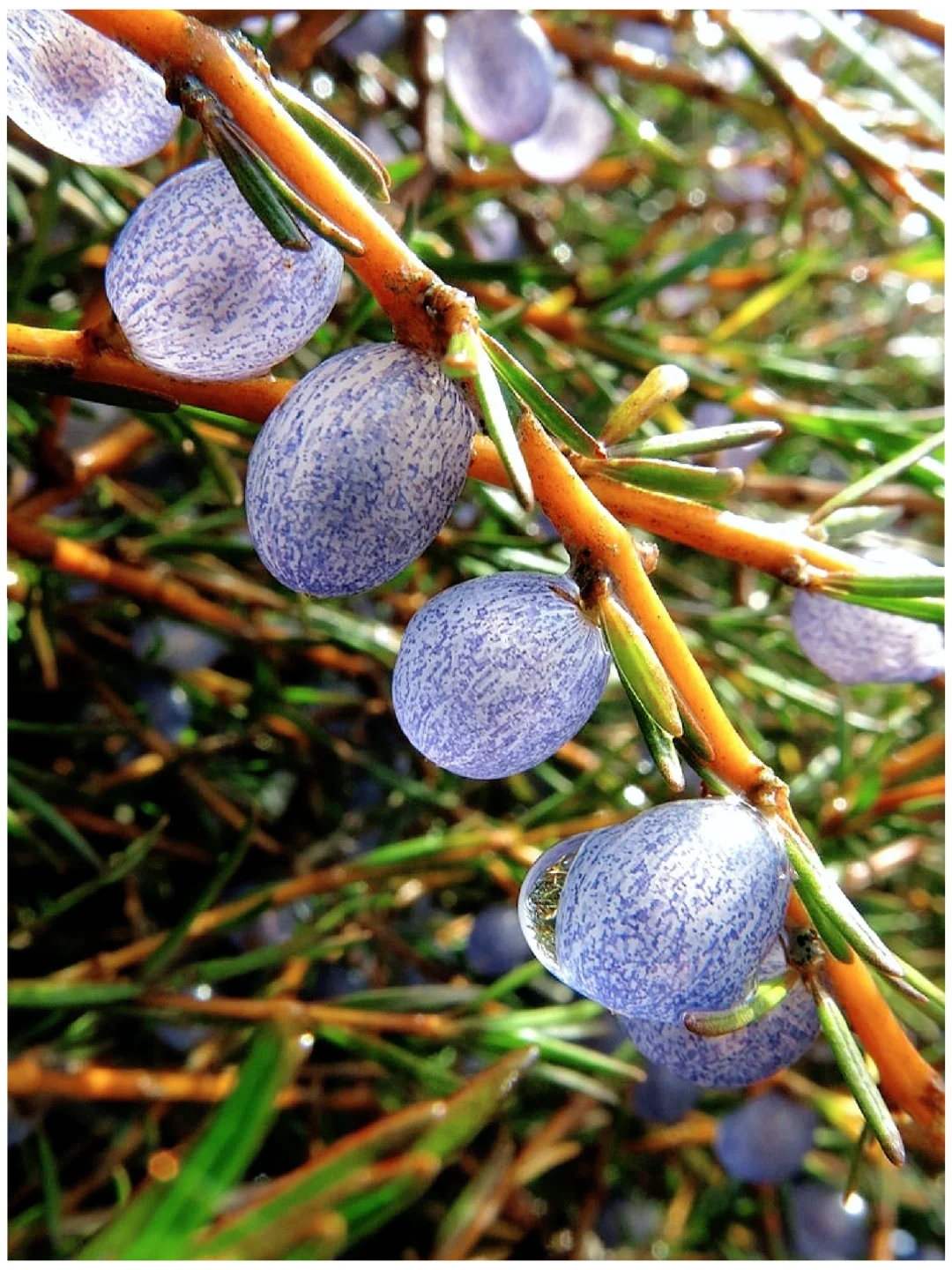 稀有浆果～沙雁果Coprosma acerosa