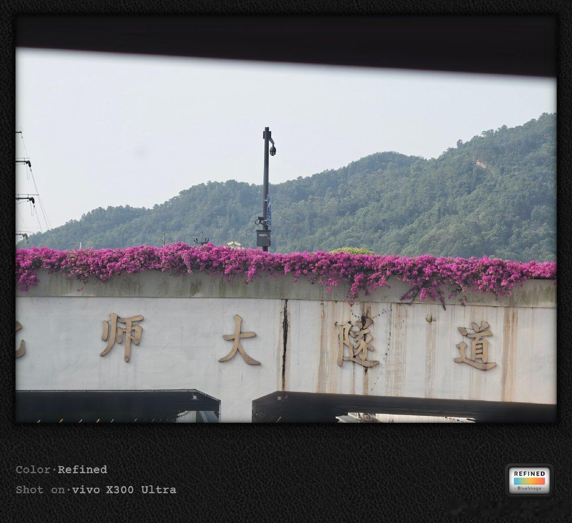 #vivo[超话]# 
有一种绿化带，叫南方绿化带#微博影像年##人间着色##随手拍#  ​
