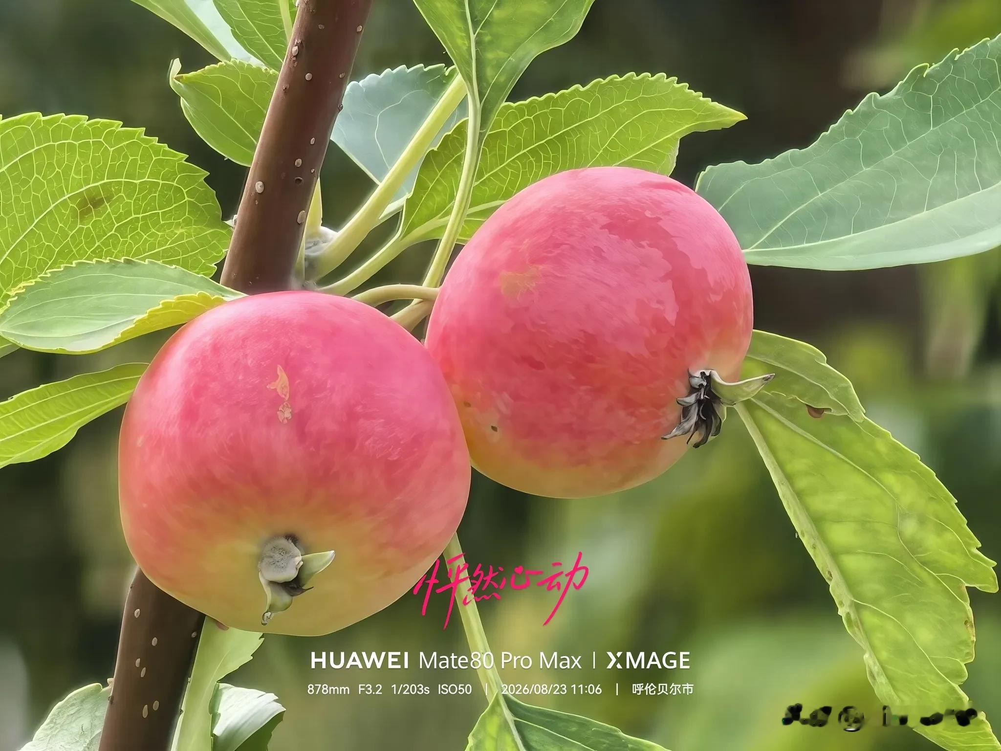《苹果这波涨价，哪是扛成本？分明是趁火打劫！》


iPhone 18 Pro 256GB 卖 9999，比上代贵 1000；Pro Max 2TB 干到 21499，涨 3500。

一堆财经博主跳出来洗：“存储芯片涨了四倍，苹果只涨一千，良心企业！”

我呸！这剧本，也就骗骗没摸清苹果套路的