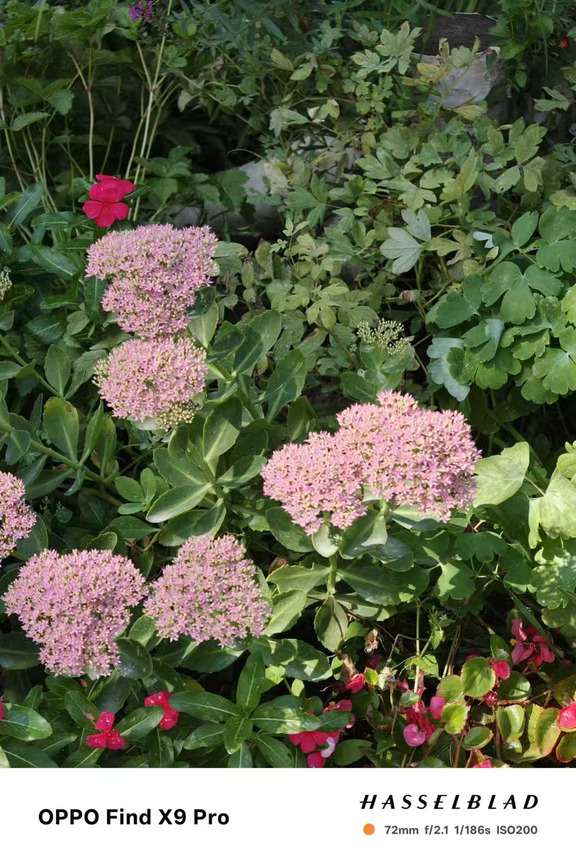 随手一拍，被这花美到了🌸