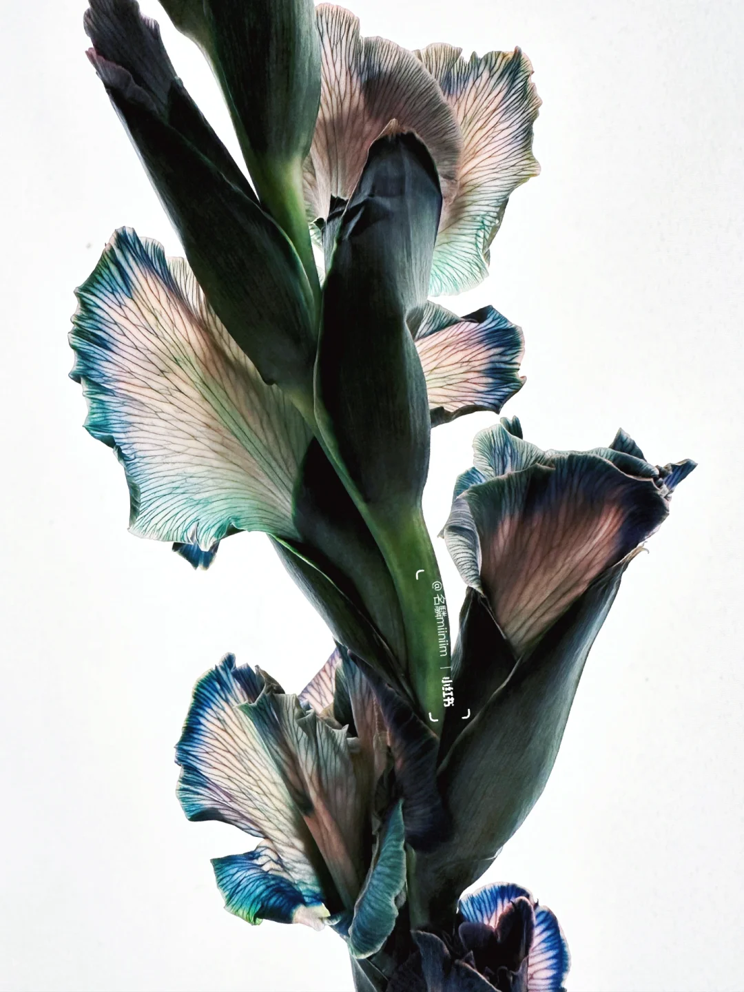 花材分享｜国产剑兰吸色🔷——“曲线属于上帝”