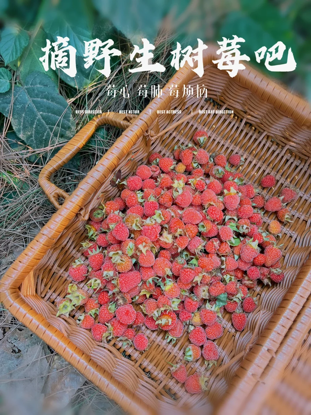 野生树莓好多喔，不用爬山钻林子（详细攻略）