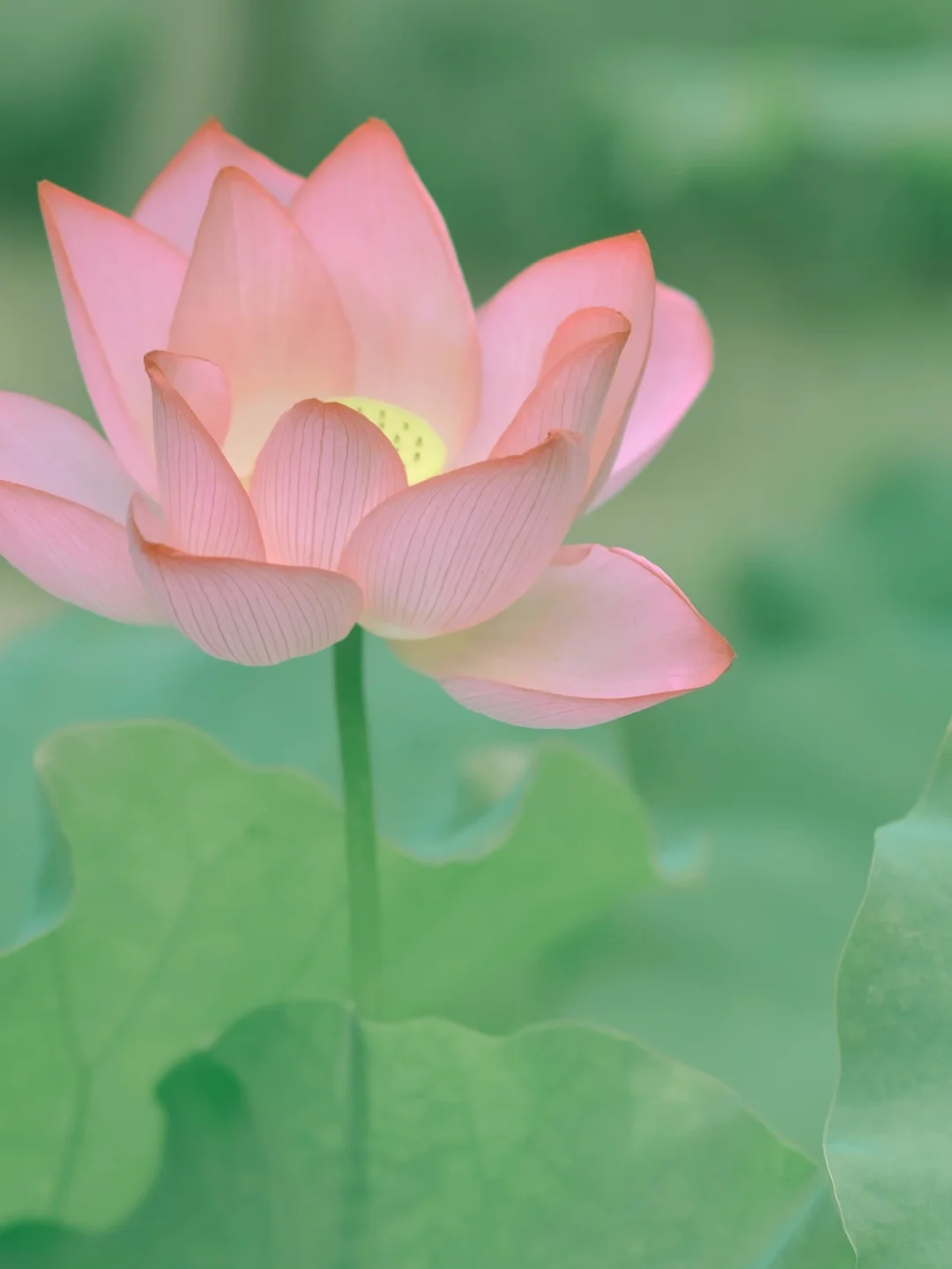 夏日壁纸/荷花这样调色，废片瞬间变高级！