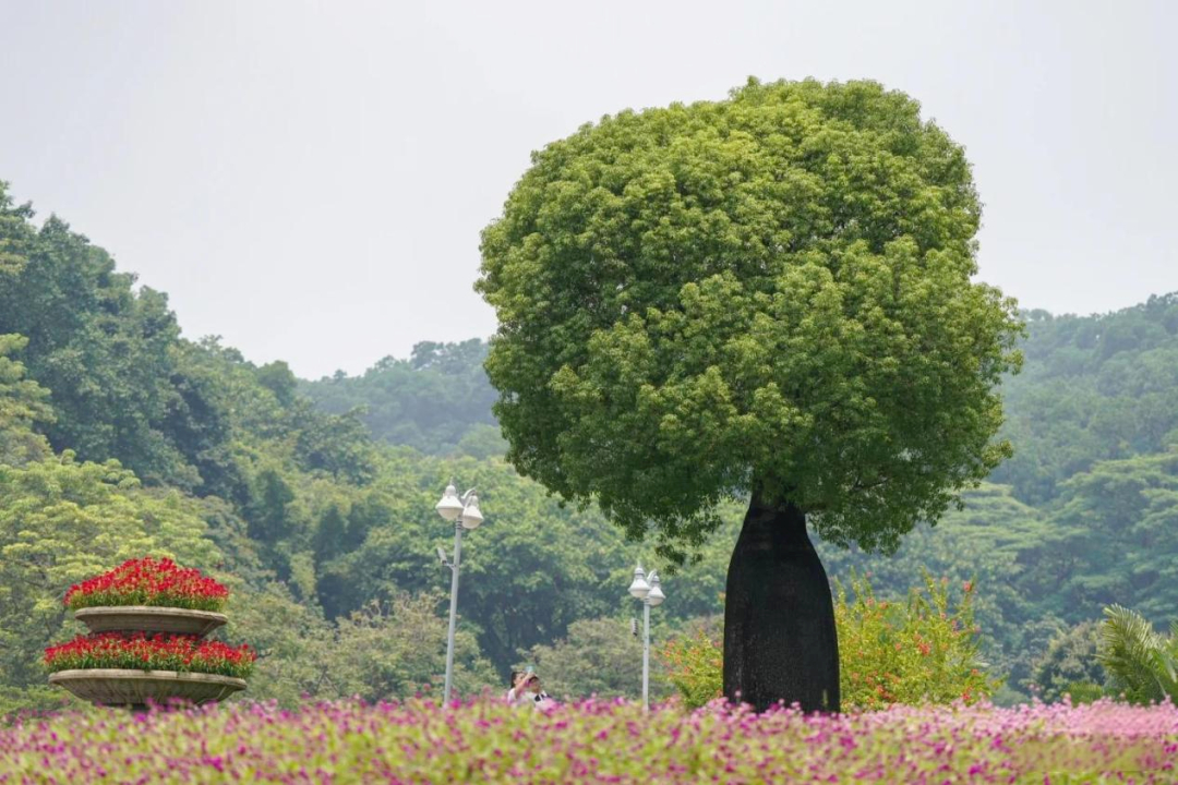【就在云台花园！广州这棵网红树像花瓶[送花花]】

[带着微博去旅行]白云山脚下的云台花园里，有一棵“网红树”。它光靠“肚子”就能让人记住，还美得让人移不开眼——就是这棵 “昆士兰瓶树”🌲

[带着微博去旅行]瓶树的“大肚子”是储水神器，一次降雨就能储存大量水分，供干旱时慢慢吸收。据说在 ​