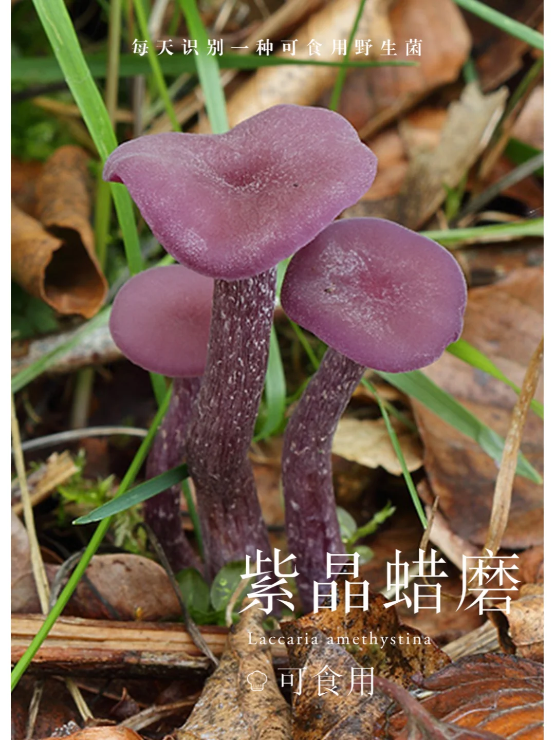 菌子界的紫霞仙子，好看又好吃