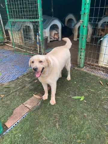 纯种拉布拉多犬无偿领养：福宝是个约两岁左右的拉多弟弟，活泼友好喜欢与人...