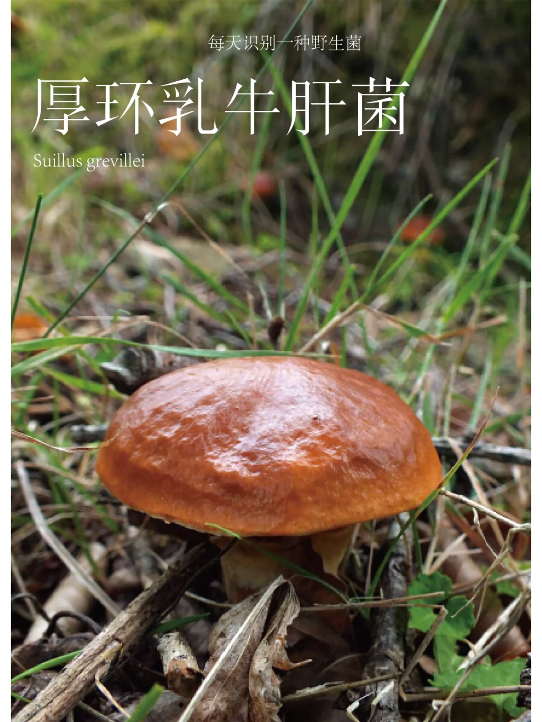 厚环乳牛肝菌，菌盖很黏滑，可食味道好