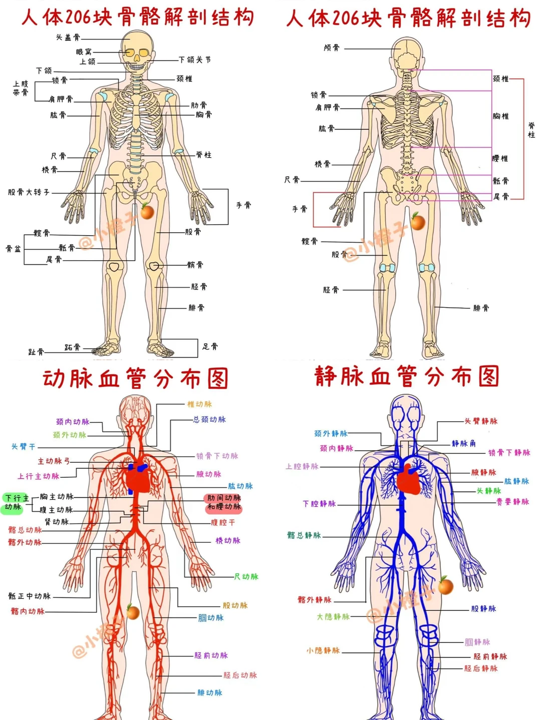 📖人体骨骼｜全身动脉｜全身静脉｜建议收藏✅