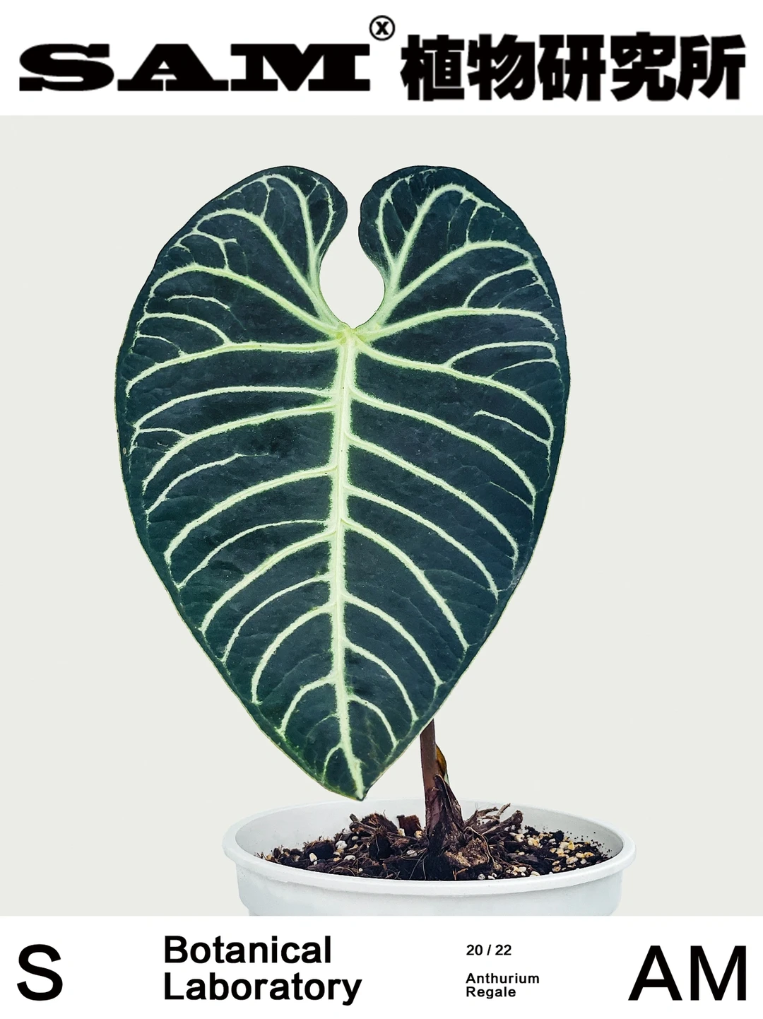 帝王花烛｜Anthurium Regale