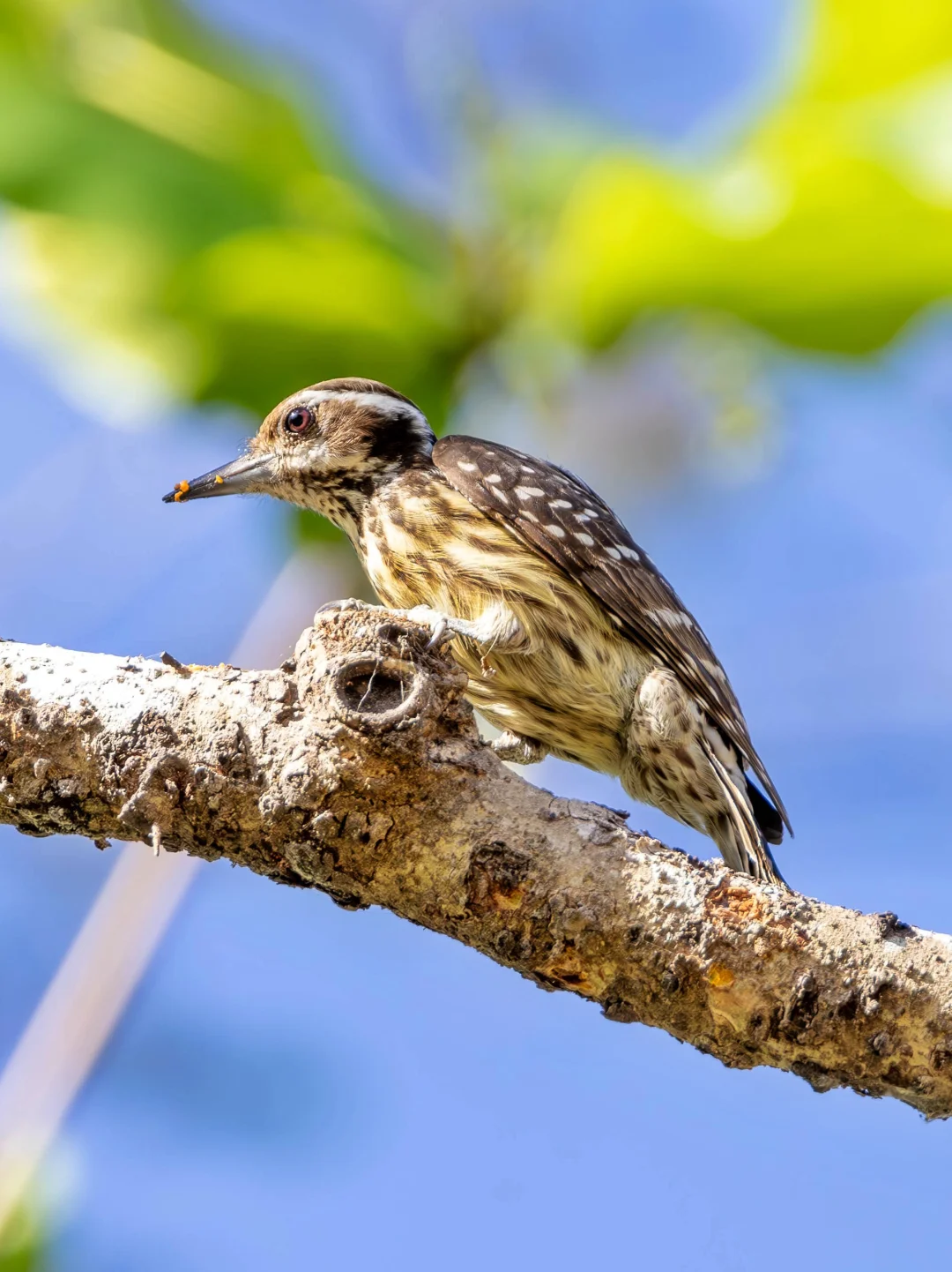 自带凳子的超迷你啄木鸟