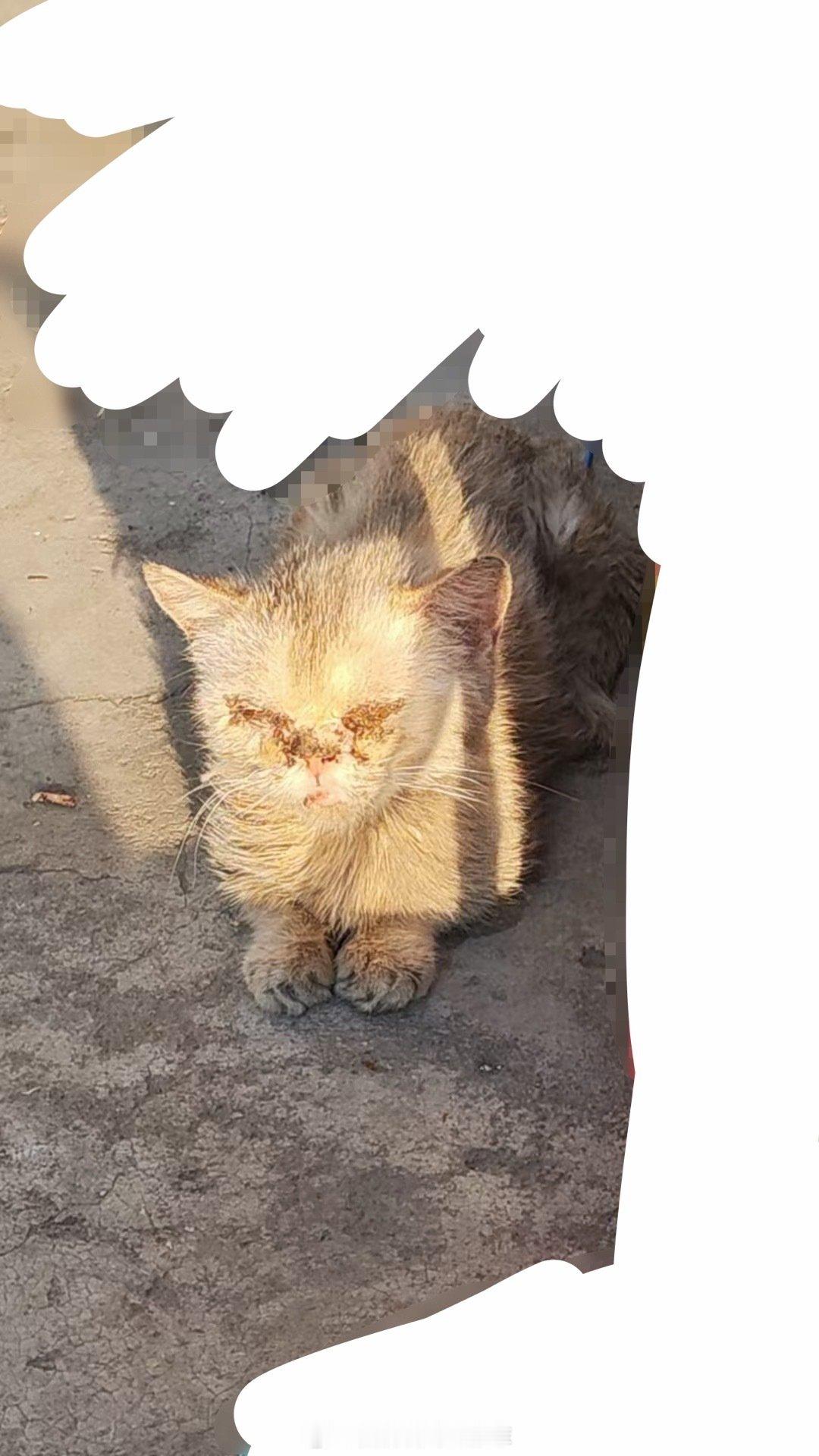 #流浪猫[超话]##流浪动物救助[超话]#  太可怜了像个小朋友一样，应该是金渐层生病被弃养了，也叫不出声音。弟弟前几天在彩虹桥碰到了，喂完以为它快不行了结果隔了这么几天我回家的时候又碰到了 ​